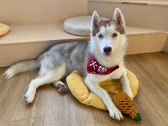 -Husky Go! 哈士奇体验馆·宠物咖啡厅狗咖