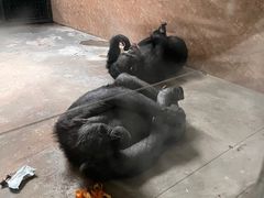 -石家庄市动物园