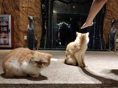 -more than meow吴止猫主题餐厅(承德 中船汇店)