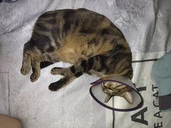 -瑞鹏宠物医院·夜间急症·心超·猫科(祖庙分店)