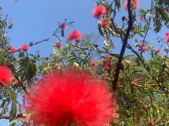 -瑞丽独树成林风景区