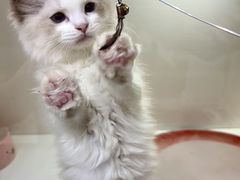 -青奢宠物·青奢猫舍