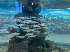 -芜湖新华联大白鲸海洋公园