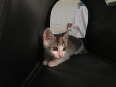 -乐派堂宠物医院·猫友好· 心脏科(东街店)