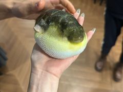 -肆月河豚·新淮扬(金融街店)
