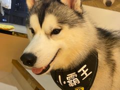 -Husky Go! 哈士奇体验馆·宠物咖啡厅狗咖
