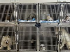 -喜多萌中农锦绣动物医院24H·猫科·牙科MRI·CT
