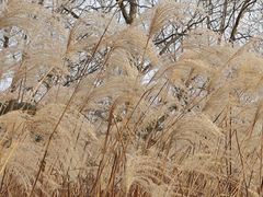 -梁鸿国家湿地公园