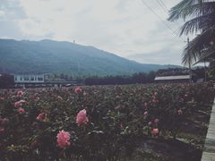 -亚龙湾国际玫瑰谷