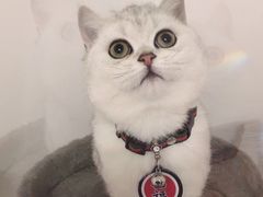 -佑安动物医院·全科·内窥镜中心(幸福巷店)