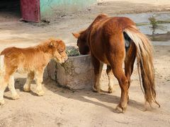 -鄂尔多斯野生动物园