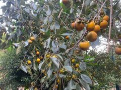 -宁波余姚老柿林山居度假村