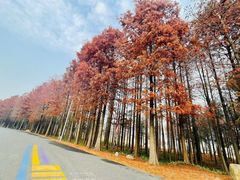 -上海长兴岛郊野公园