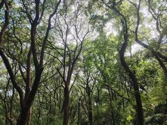 -苏州上方山国家森林公园