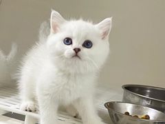 -lincat·猫舍(广州店)