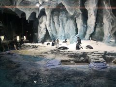 -帝企鹅自助餐厅•儿童岛•真企鹅(长隆企鹅酒店)