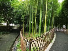 -陈家山荷花公园