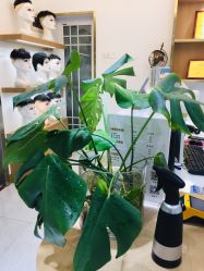 -发饰美男士增发补发假发定制店