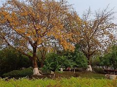 -洪湖家庭农场·团建·露营·会议