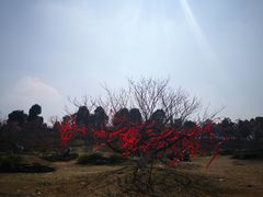 -秀丽东方