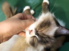 -猫色咖啡·猫咖