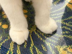 -平行世界·猫咖(首经贸店)