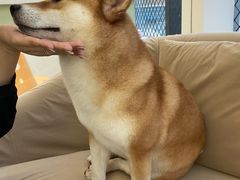 -怪兽屋·羊驼·猫咖·狗咖(俊华广场店)