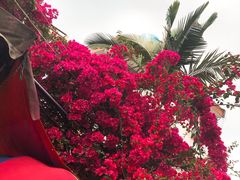 -八婆婆烧仙草(曾厝垵店)