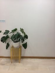 -智美品质医美