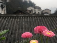 -大王油茶(磁器口店)
