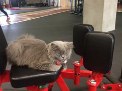 -Vamos巴猫司健身中心(五角场店)
