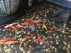 鱼池-杭州西湖艺联君亭酒店(黄龙体育中心地铁口店)