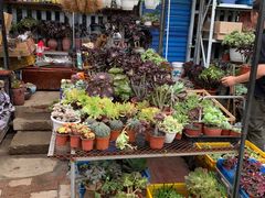 -桂林市花鸟市场