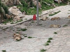 -西霞口神雕山野生动物世界