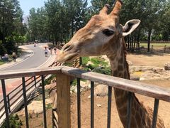 -大连森林动物园