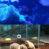 重庆室内看萌宠[吐]寒假遛娃好去处