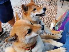 -柴犬高等学院·狗咖·柴犬售卖·宠物训练