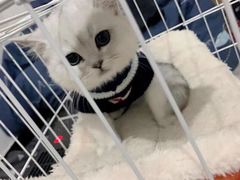 -喵zoo家庭繁育猫舍(尖东智能花园店)
