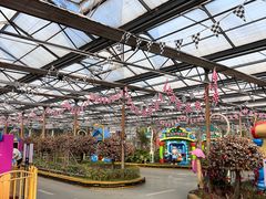 -南宫五洲植物乐园