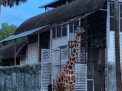 -清迈夜间动物园