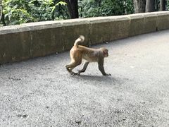 -黔灵山公园