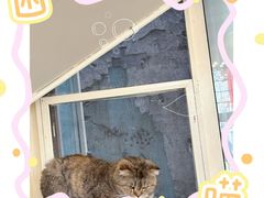 -猫小院猫主题餐厅(南锣旗舰店)