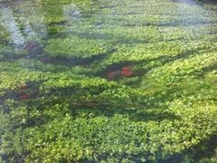 水草-水磨沟公园