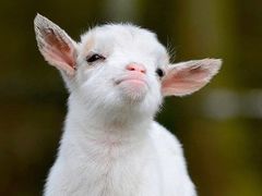 -兰州老马拉面(四王府店)