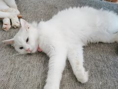 -平行世界·猫咖(首经贸店)