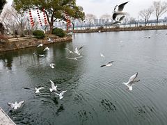 -无锡蠡湖国家湿地公园-蠡园
