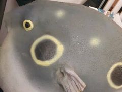 -肆月河豚·新淮扬(金融街店)