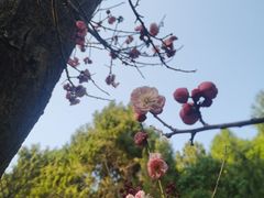 -富乐山