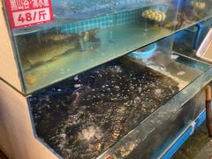 -费明中罗非鱼(大石坝店)