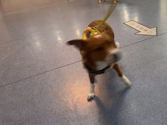 -顺强宠物诊所·狂犬免疫·夜诊·骨科(嘉定店)